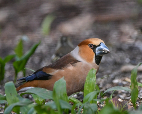 Picogordo común (Coccothraustes coccothraustes)