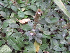 Pseudelephantopus spicatus