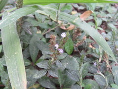 Pseudelephantopus spicatus