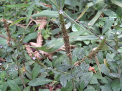 Pseudelephantopus spicatus