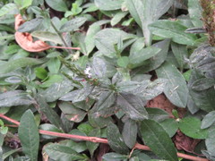 Pseudelephantopus spicatus