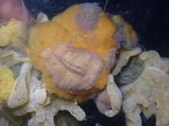 Pseudoceros canadensis