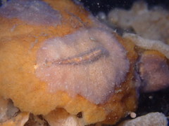 Pseudoceros canadensis