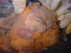 Pseudoceros canadensis