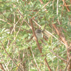 Euscarthmus meloryphus