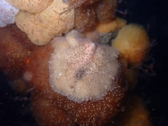 Pseudoceros canadensis