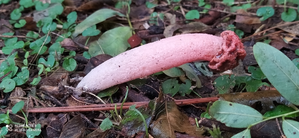 Lysurus sphaerocephalus · March 2022 · photo: © seba_fornes (iNaturalist, cc-by)