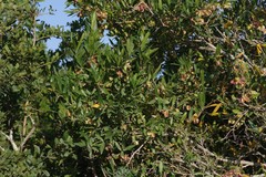 Combretum caffrum