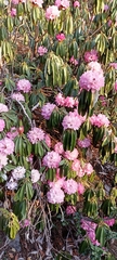 Rhododendron arboreum