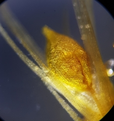 Pleuridium subulatum