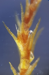 Pleuridium subulatum