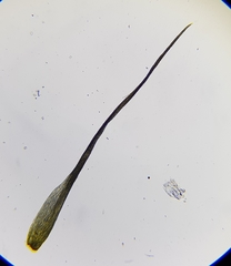 Pleuridium subulatum