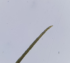 Pleuridium subulatum