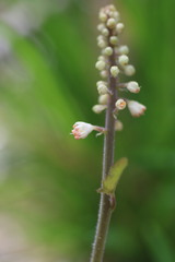 Tiarella austrina
