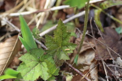 Tiarella austrina
