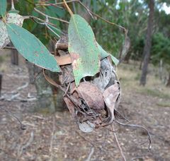 Australomisidia ergandros