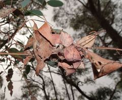 Australomisidia ergandros