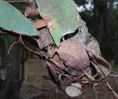 Australomisidia ergandros