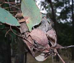 Australomisidia ergandros