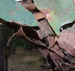 Australomisidia ergandros