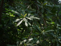 Ancistrocladus heyneanus