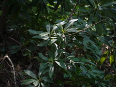 Ancistrocladus heyneanus