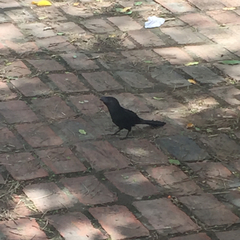 Crotophaga ani