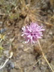 Lessingia hololeuca