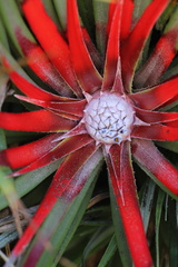 Fascicularia bicolor