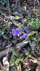 Phlox stolonifera