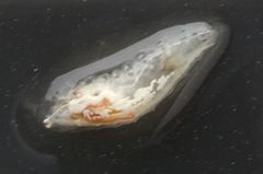 Insecta