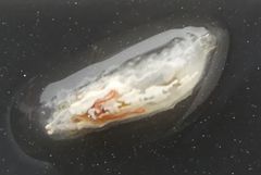 Insecta