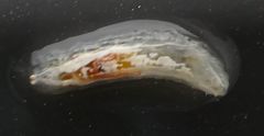 Insecta