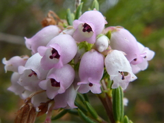 Erica verecunda