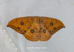 Agnidra discispilaria