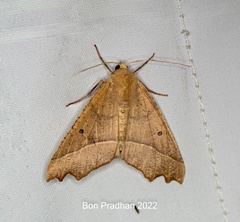 Odontopera bilinearia