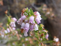 Erica verecunda