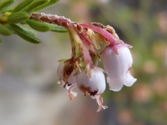 Erica verecunda