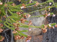 Erica verecunda
