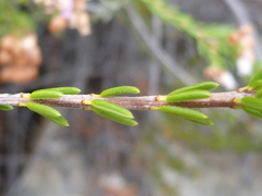 Erica verecunda