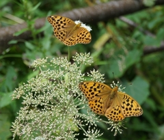 Argynnis laodice