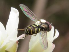 Dasysyrphus laticaudus