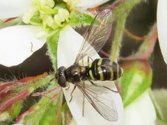 Dasysyrphus laticaudus