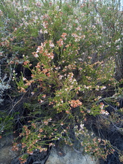 Erica verecunda