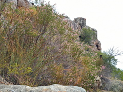 Erica verecunda