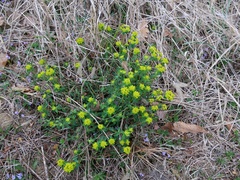 Euphorbia verrucosa