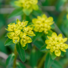 Euphorbia verrucosa