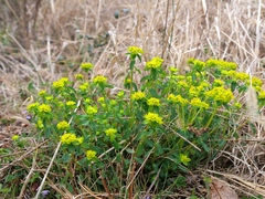 Euphorbia verrucosa