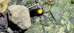 Abscondita cerata
