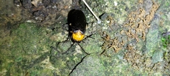 Abscondita cerata